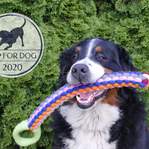 Szarpak wzmacniany Hug Dog Team – Top for Dog 2020